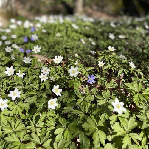 Valkovuokot metsässä