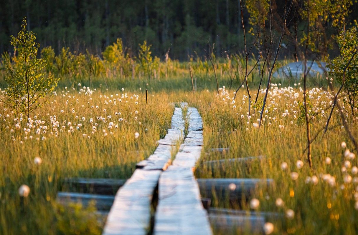 Träbro över ett blomstrande fält intill vatten. foto.