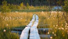 Nature wooden footbridge. picture.