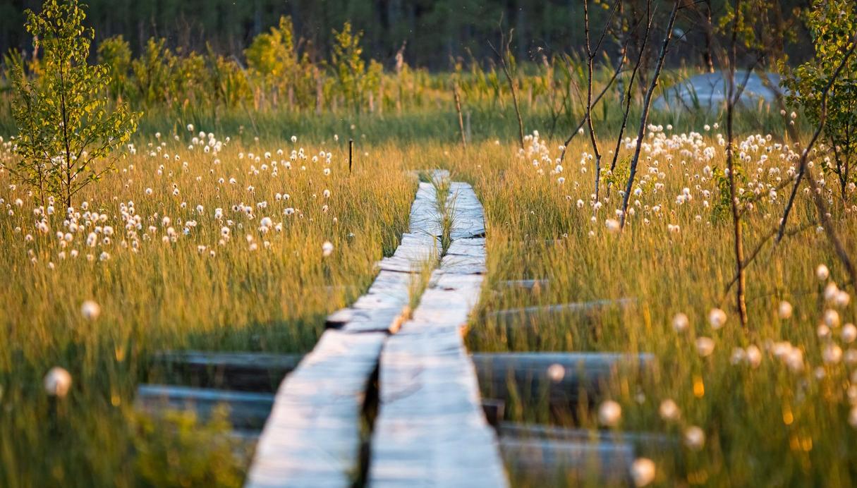 Träbro över ett blomstrande fält intill vatten. foto.