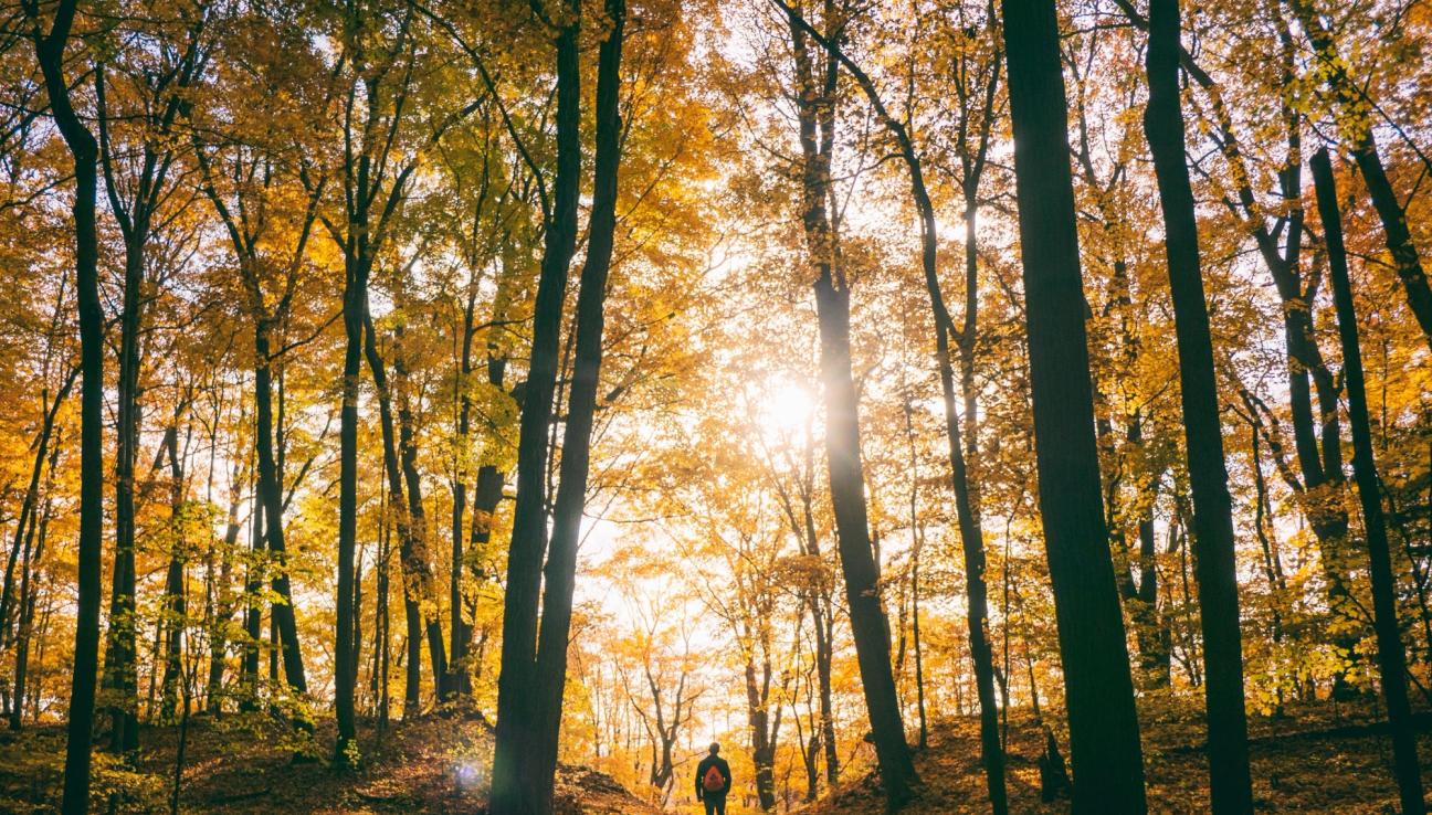 Høst i skogen. En person går i skogen, omgitt av trær i høstfarger. bilde.
