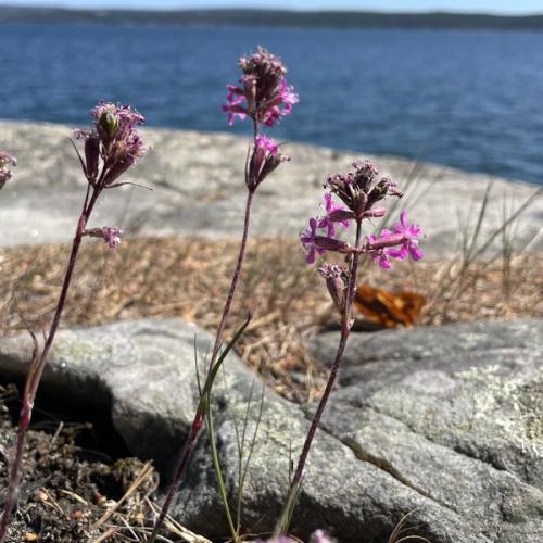 Lilla blomst på svaberg ved sjøen