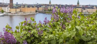 Stockholm skyline in springtime with spring flowers in the foreground. picture.