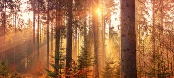 Solen skiner mellan träden och skogen har höstfärger