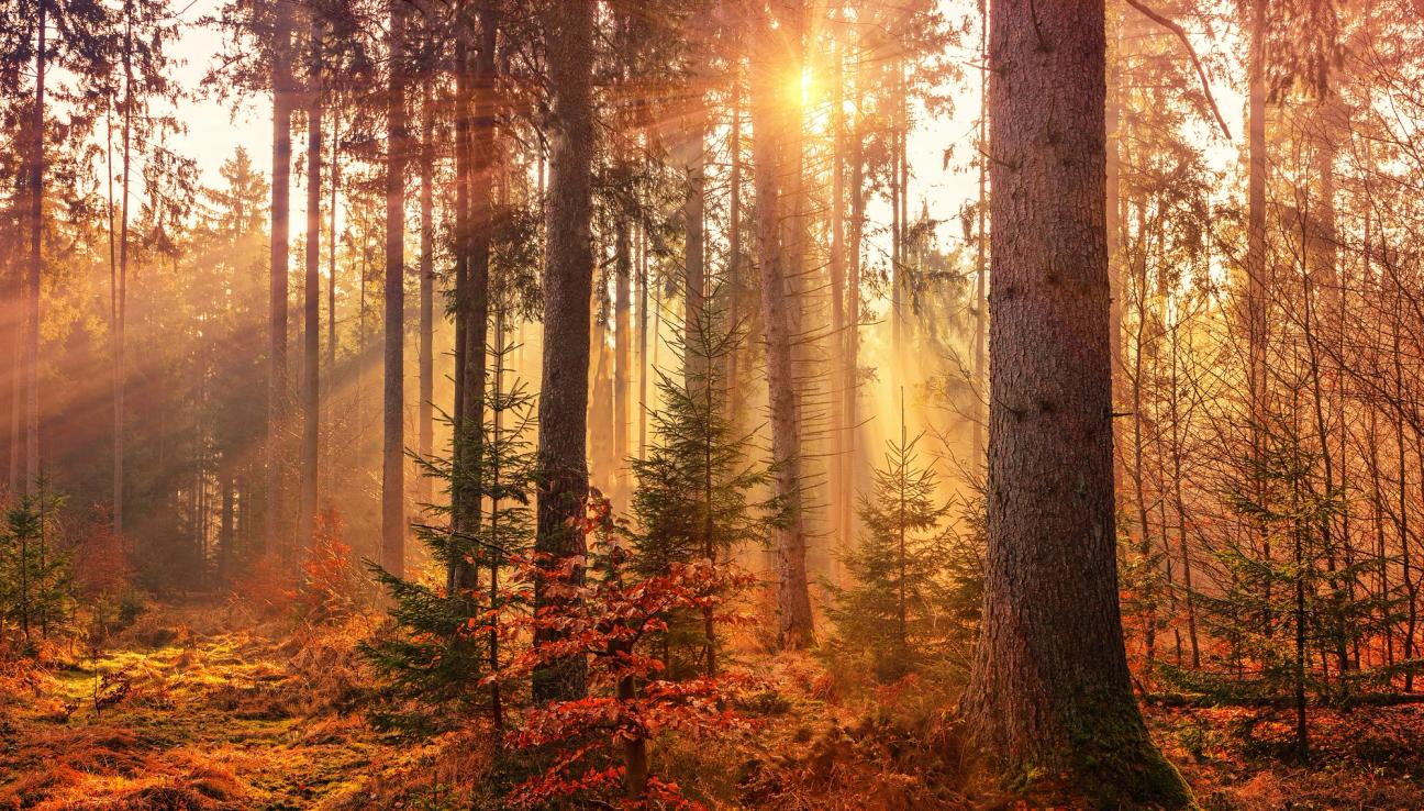 Solen skiner mellan träden och skogen har höstfärger