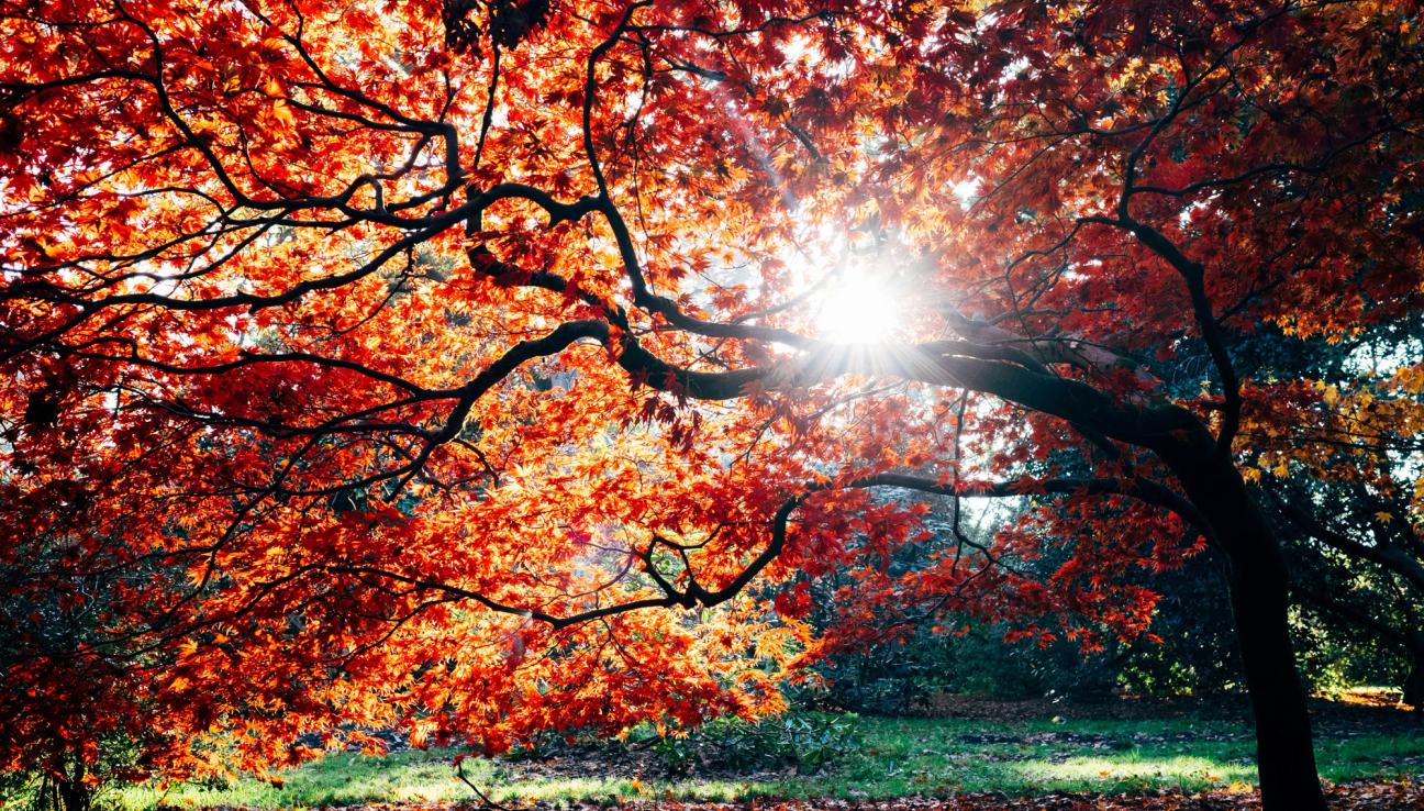 Solen skiner ner mellan grenarna fulla av höstlöv