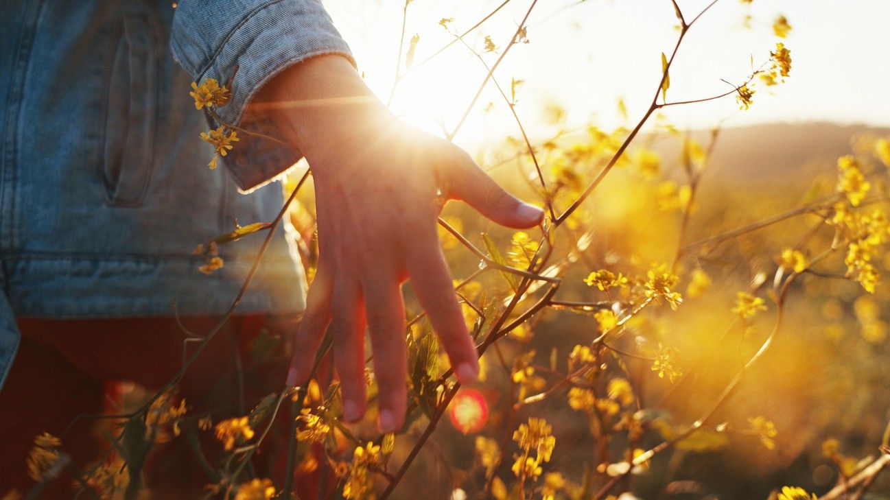 Sunset, hand reaches out and touches flowers in nature. photo.