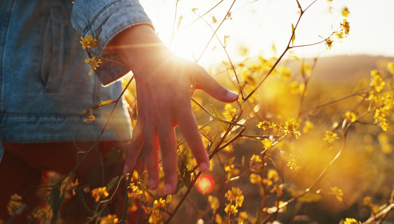 Sunset, hand reaches out and touches flowers in nature. photo.