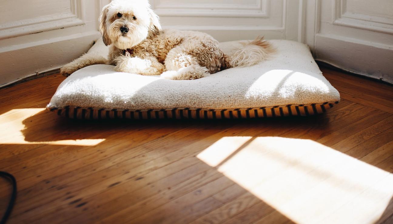 A dog is laying on a huge pillow in front of a window.