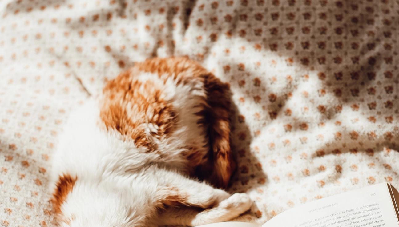 A kitten laying next to a book on top of a duvet in the sunlight