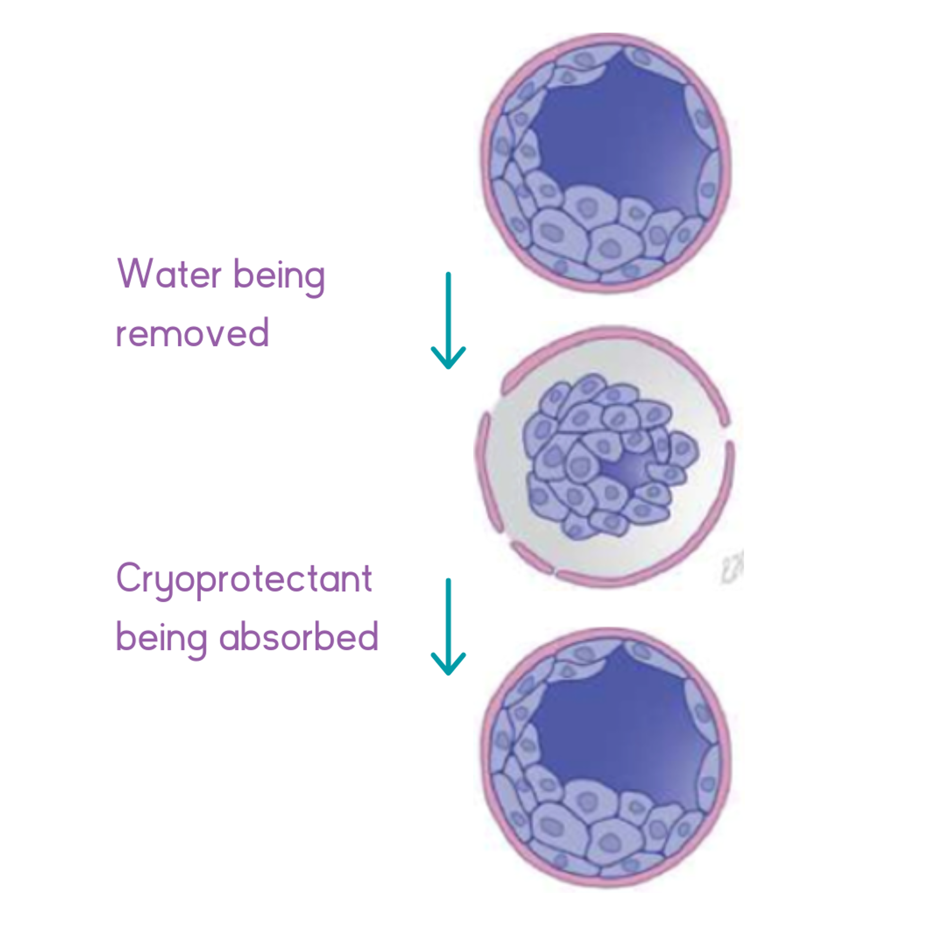 An Embryologist Explains: Embryo Freezing | Adora Fertility