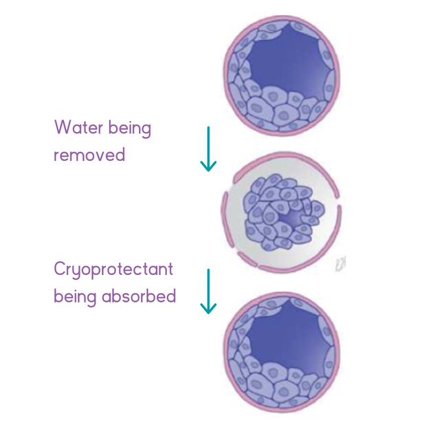 An embryologist explains: Embryo freezing | Adora Fertility