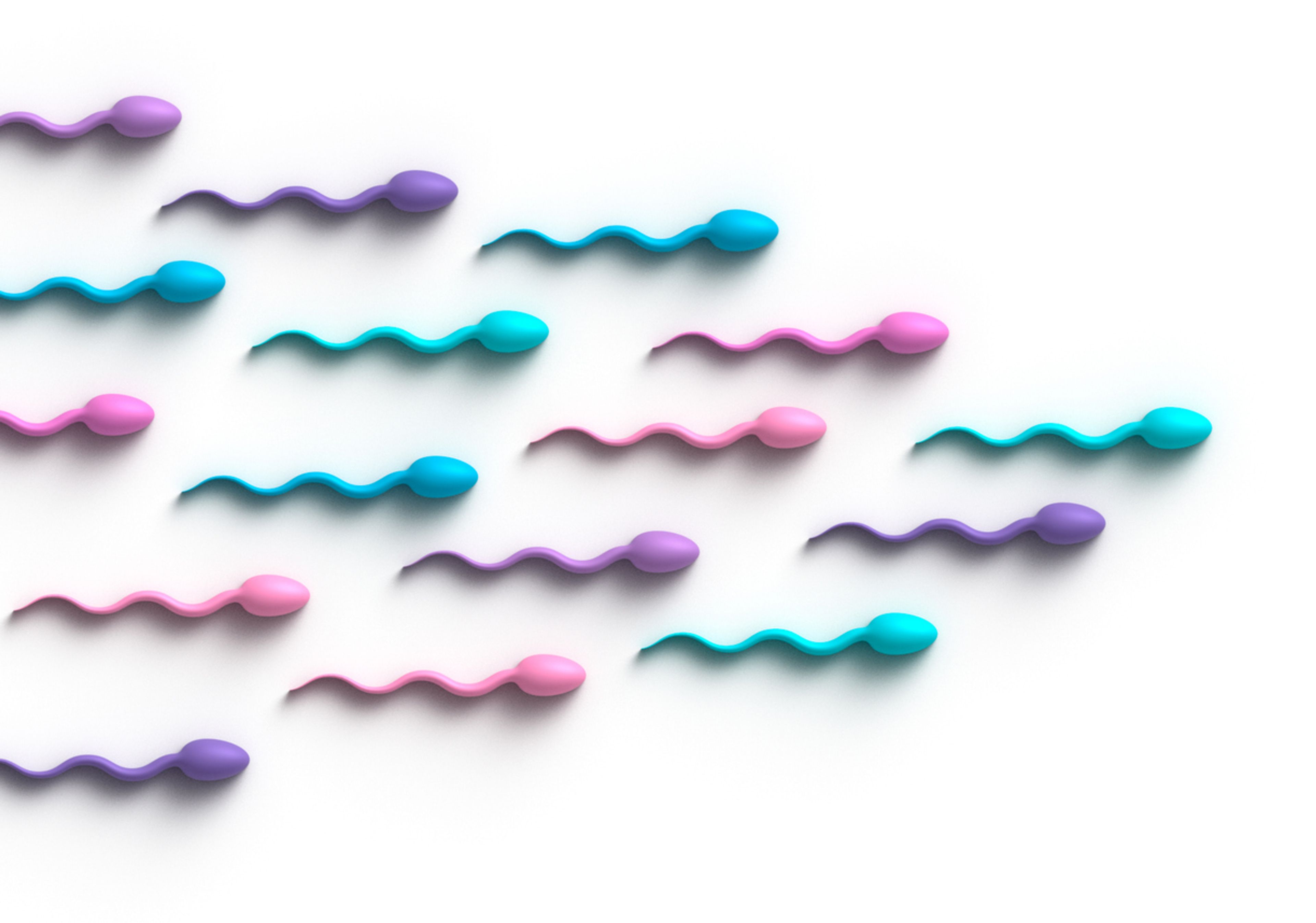 Human Sperm Gender Concept