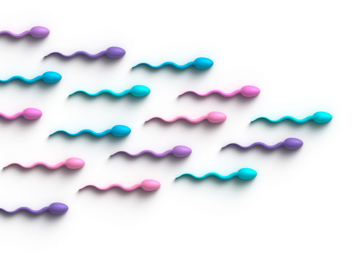 Human Sperm Gender Concept