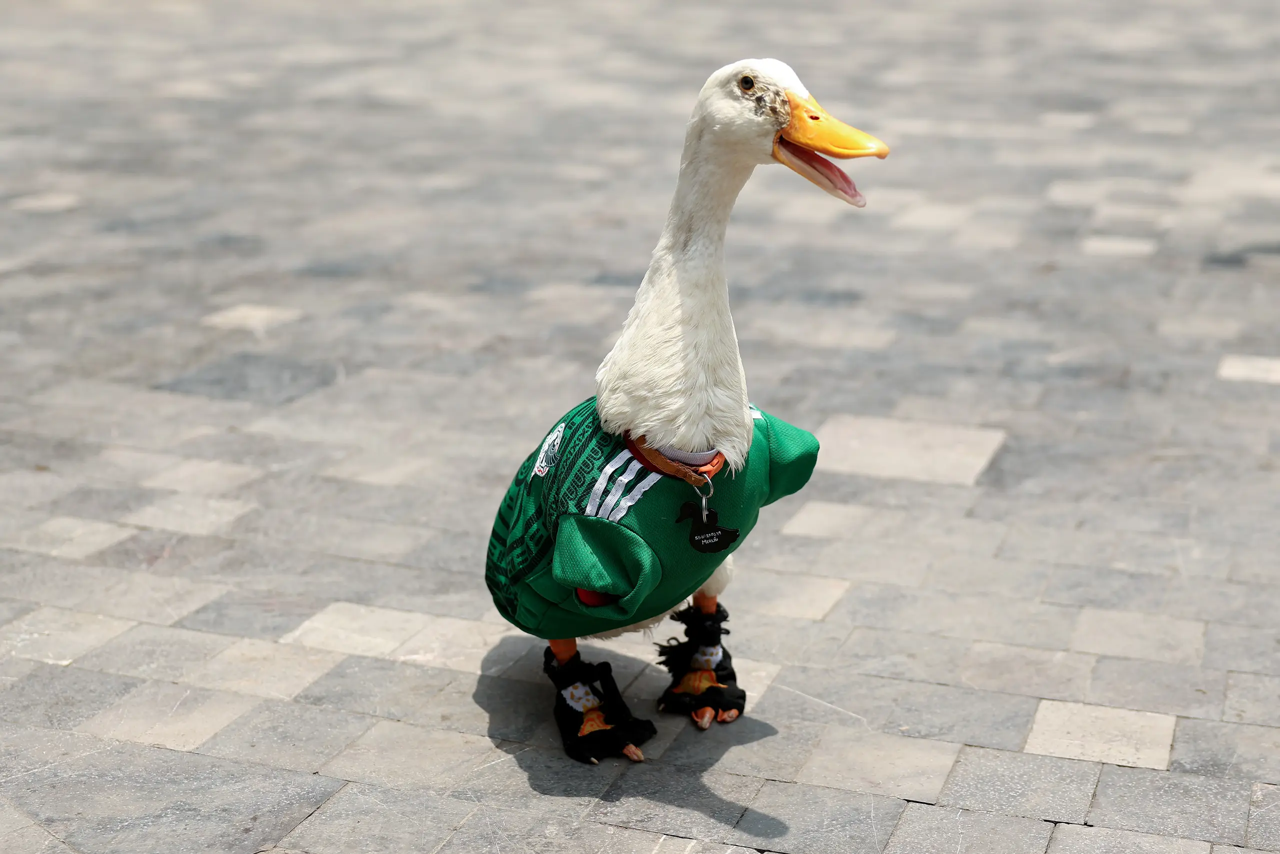 Merlin the Duck sports his Team Mexico jersey and shoes. 