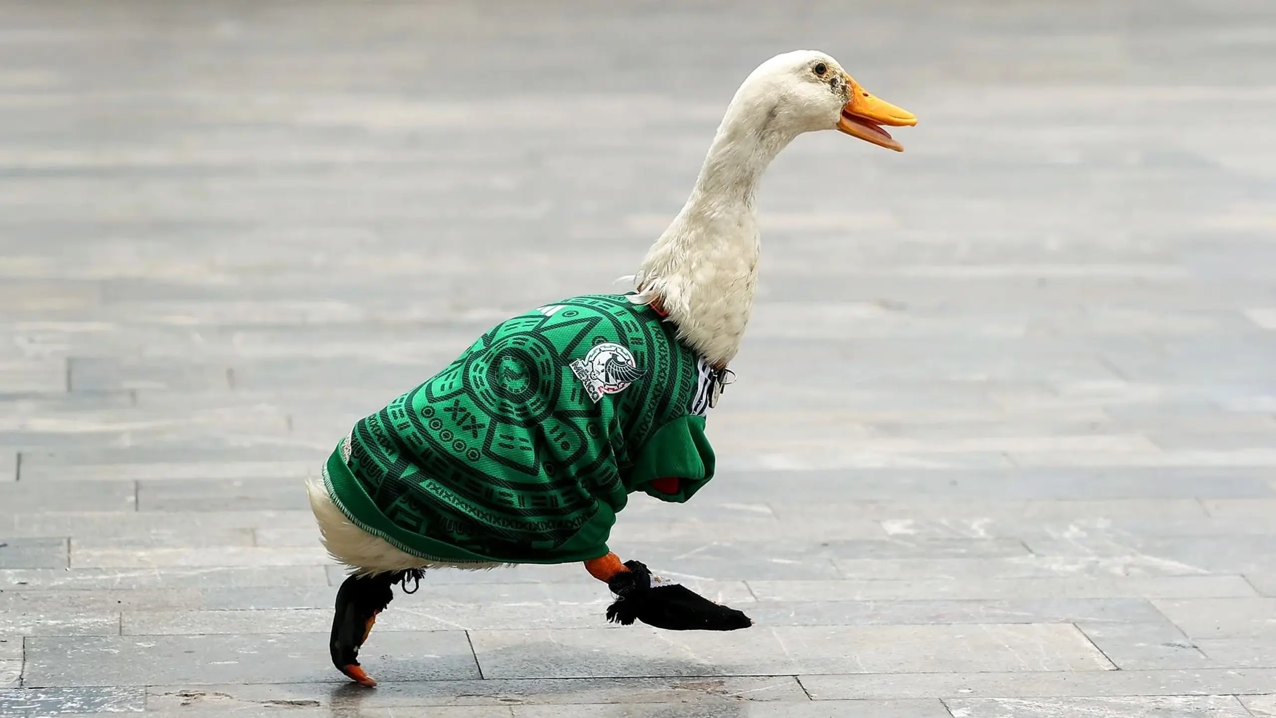 Alt Text: A duck wears a Mexico jersey.