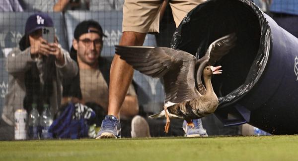 MLB best-of-five Divisional Series could be all wrapped up by the end of this weekend
