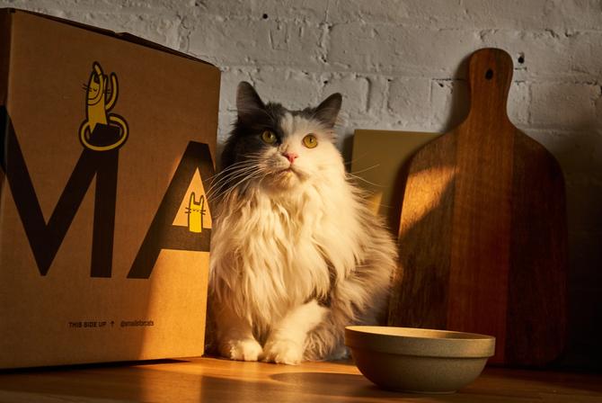 A long-haired cat sits on a table with a bowl in front of him and a Smalls box beside him.