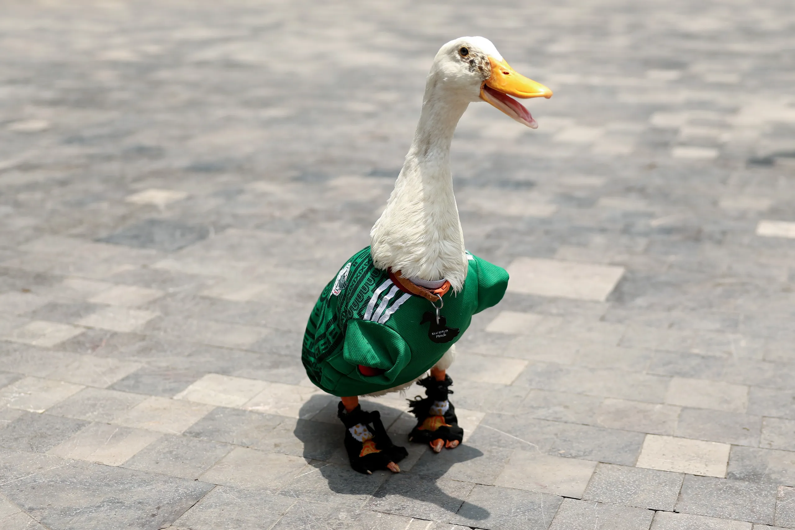 Merlin the Duck sports his Team Mexico jersey and shoes. 