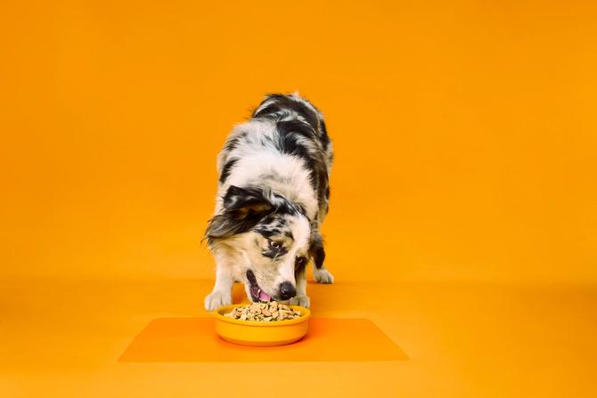A dog eating Nom Nom food in a dish
