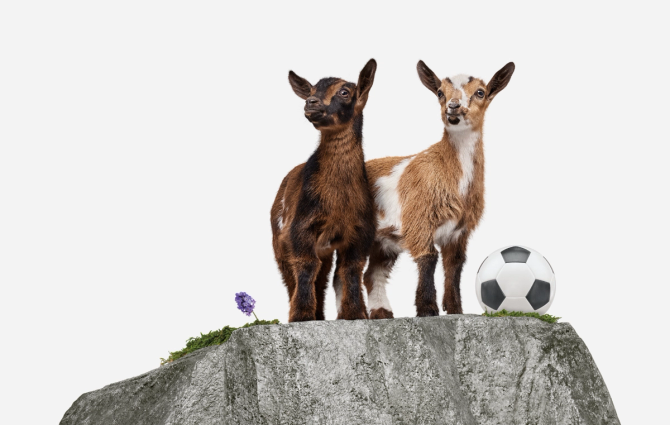 Two baby goats standing on a ledge with a soccer ball.
