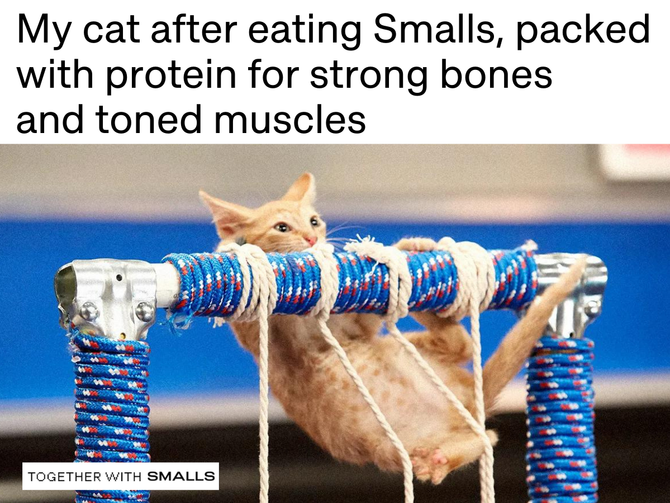 A meme of a cat trying gymnastics