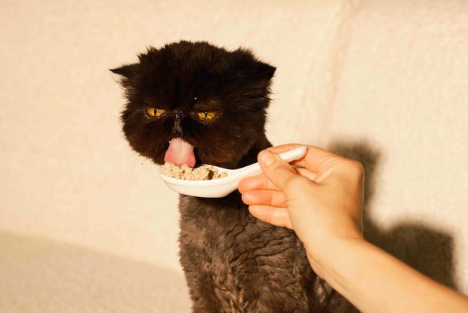 A long-haired black cat is spoon-fed Smalls cat food while sitting.