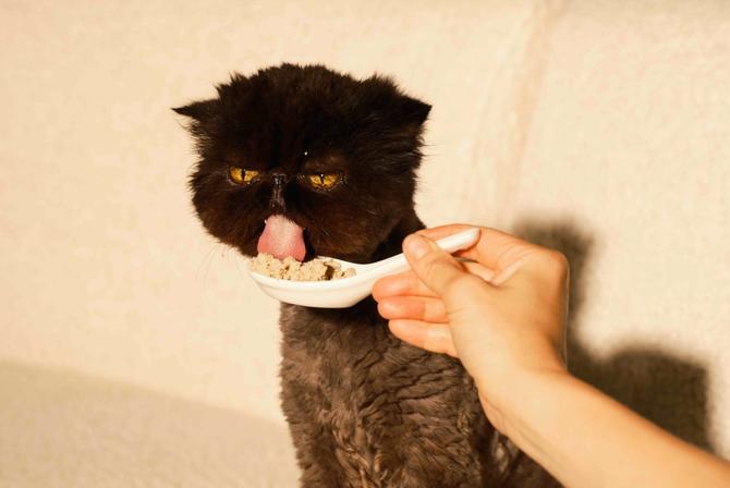 A long-haired black cat is spoon-fed Smalls cat food while sitting.