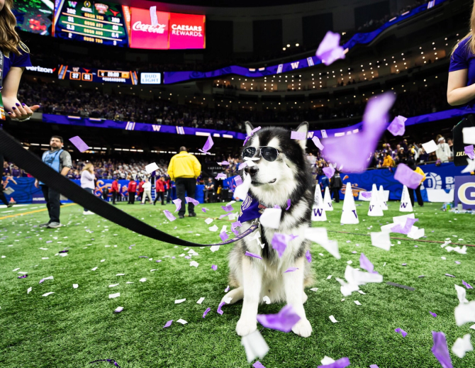 Dubs, the University of Washington’s mascot, celebrates his team’s Rose Bowl win.