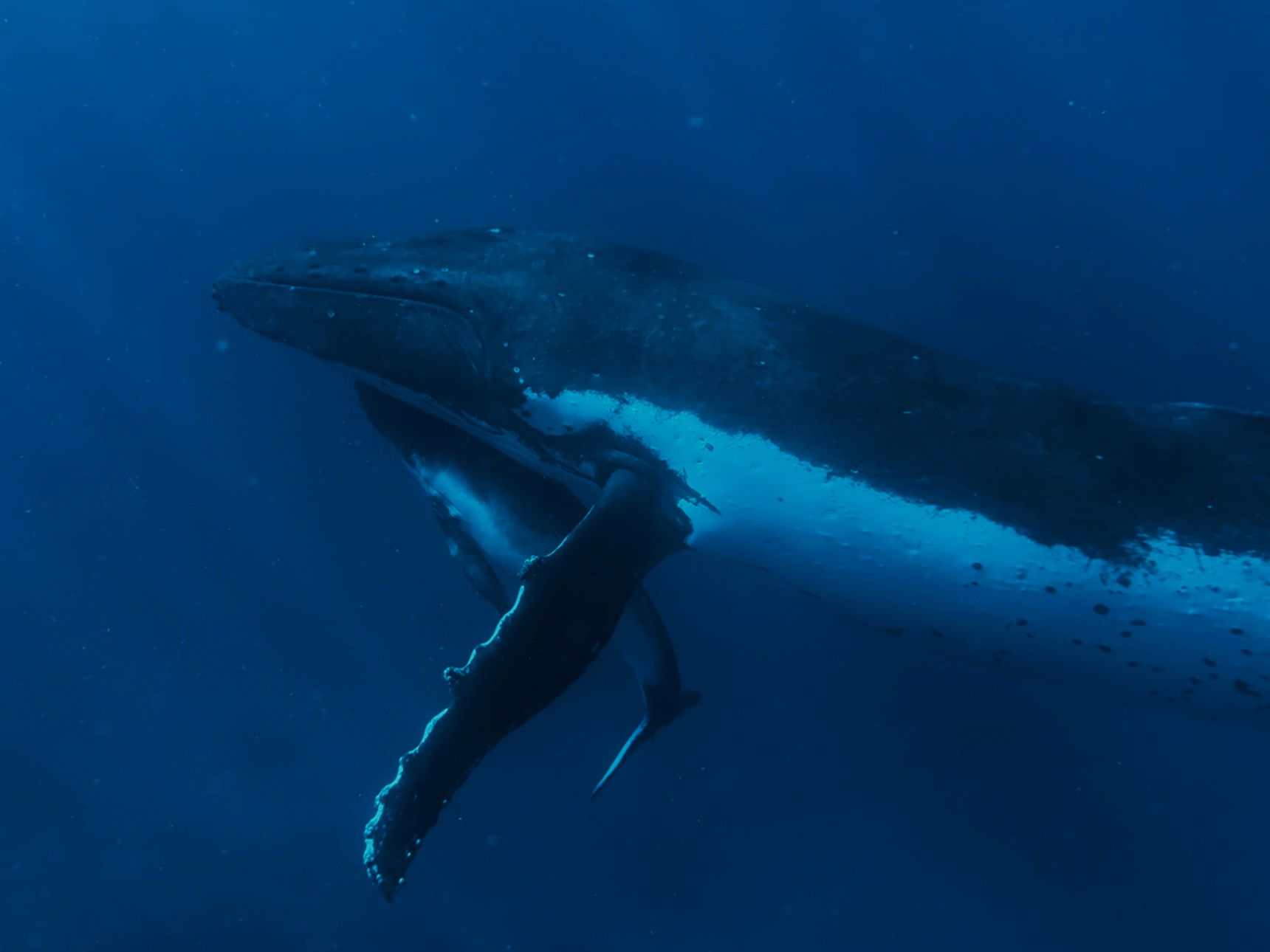 A humpback whale mother and calf