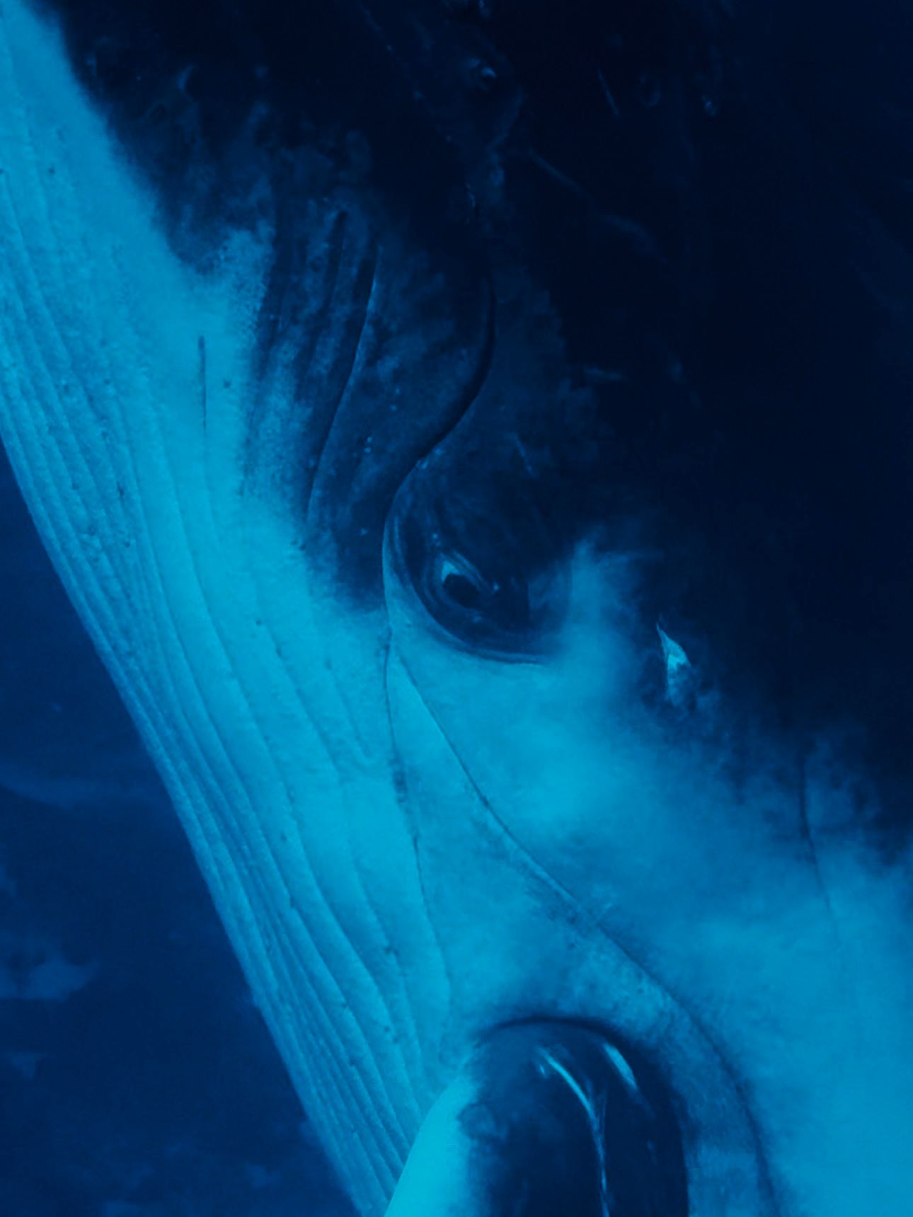 the eye of a humpback whale up close in blue water