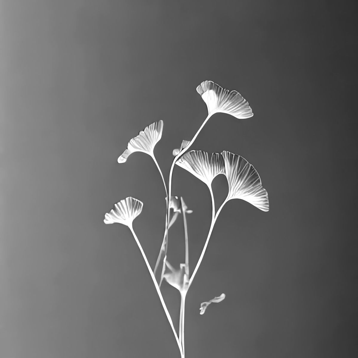Ginkgo Biloba Archival Protographic Project, Ginkgo-biloba_20