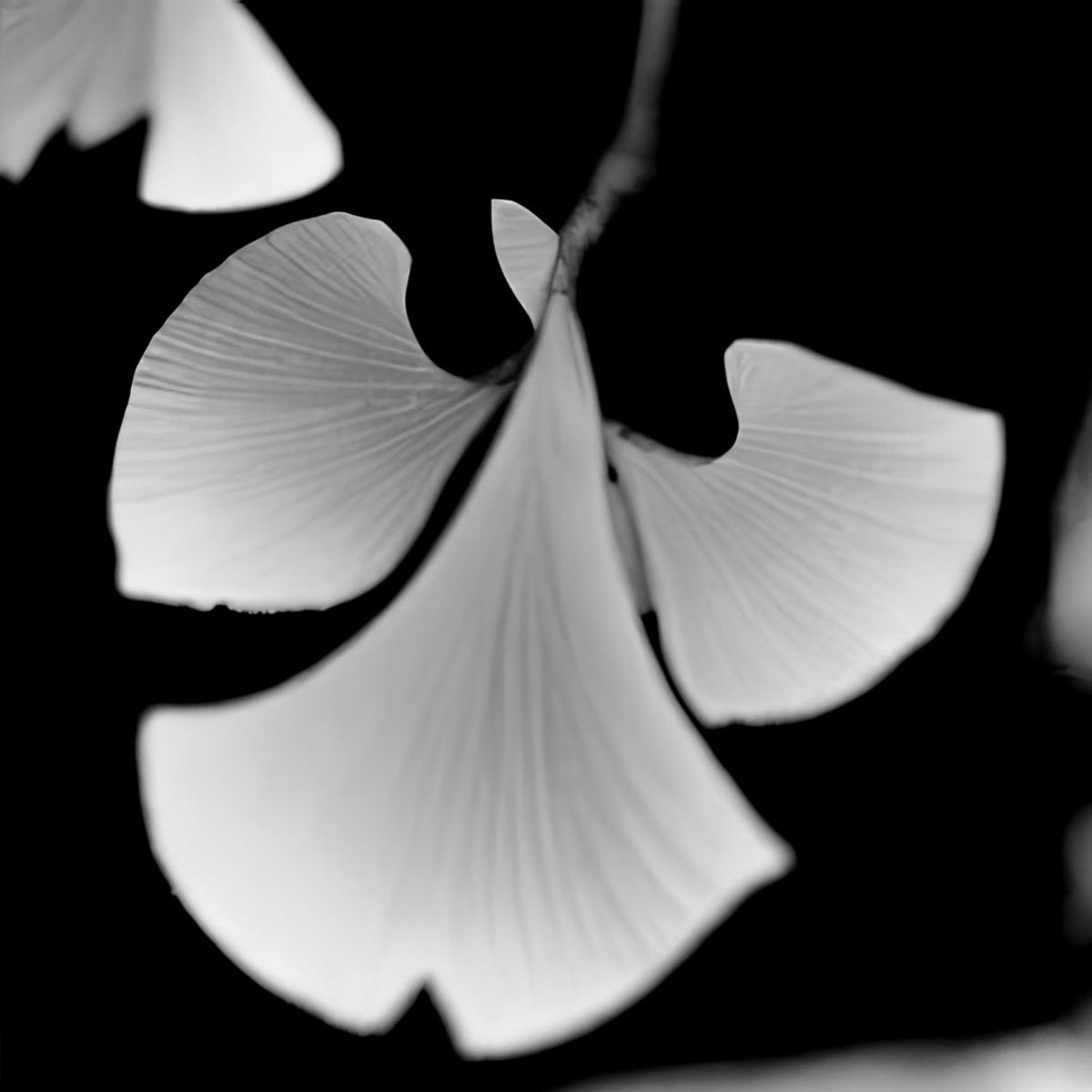 Ginkgo Biloba Archival Protographic Project, Ginkgo-biloba_04