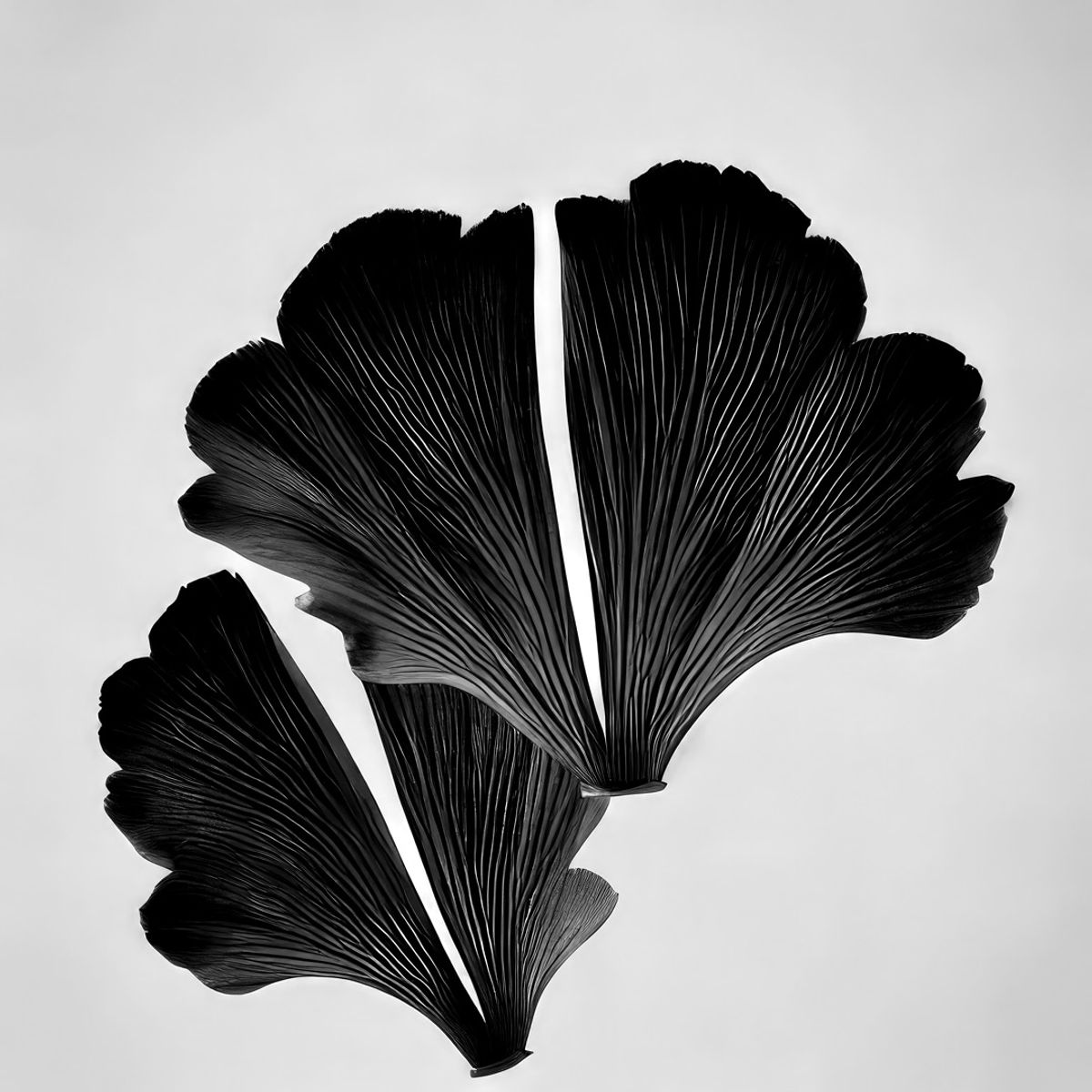 Ginkgo Biloba Archival Protographic Project, Ginkgo-biloba_21