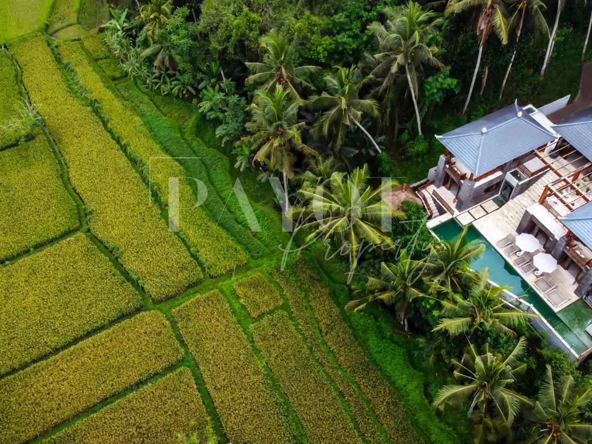 Villa Jungle High - 2