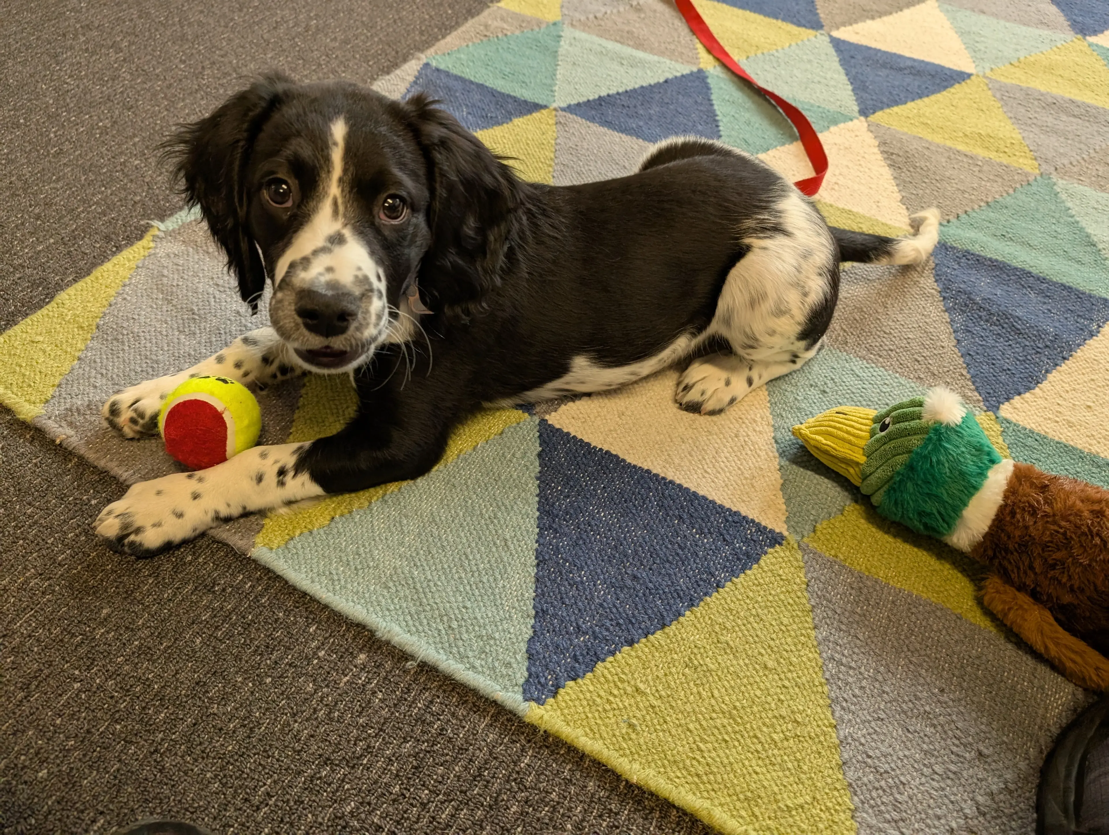 A springer spaniel puppy on a rug with a ball