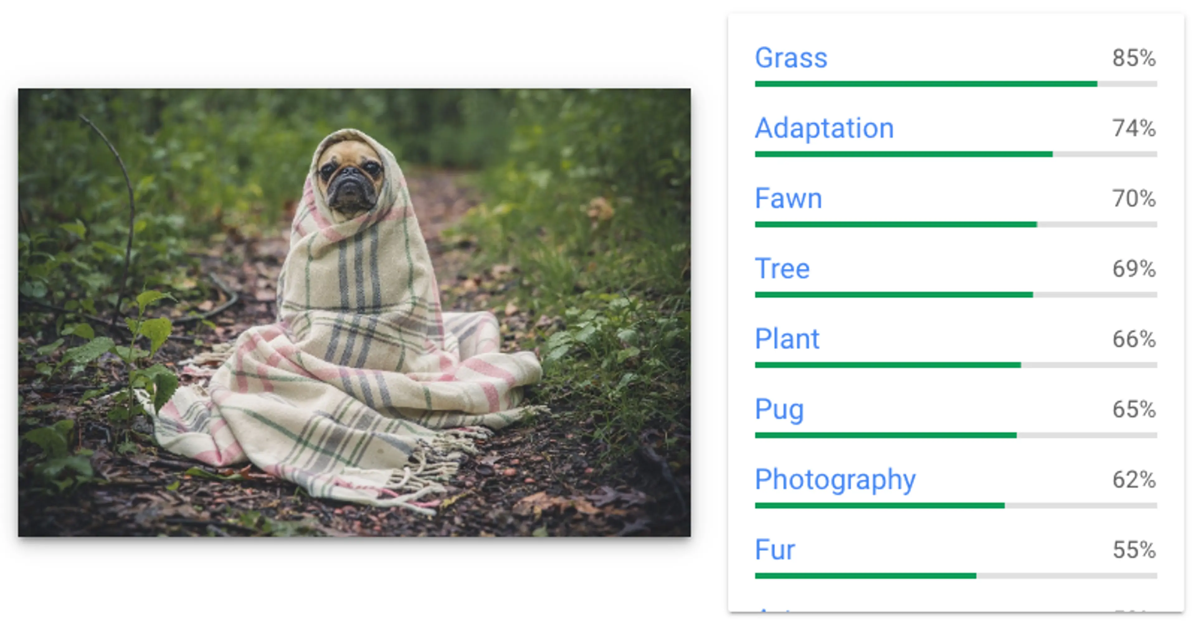 Teaching AI the image is a dog wrapped in a blanket is a bug on grass