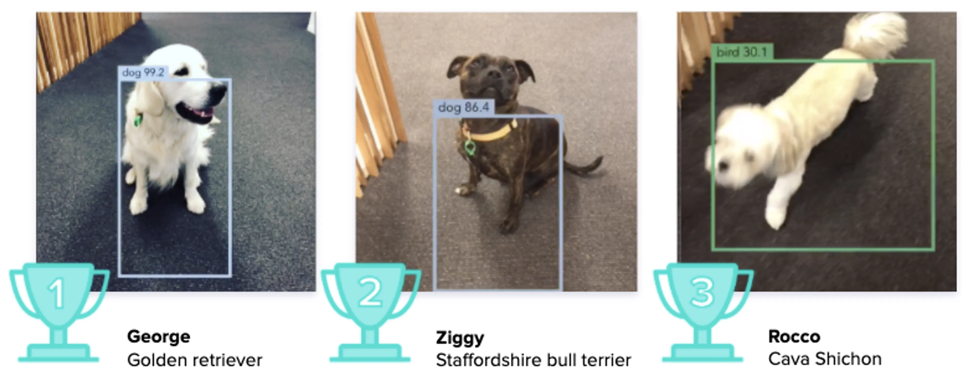 Using a computer vision framework to work out which office dog looks most like a dog.