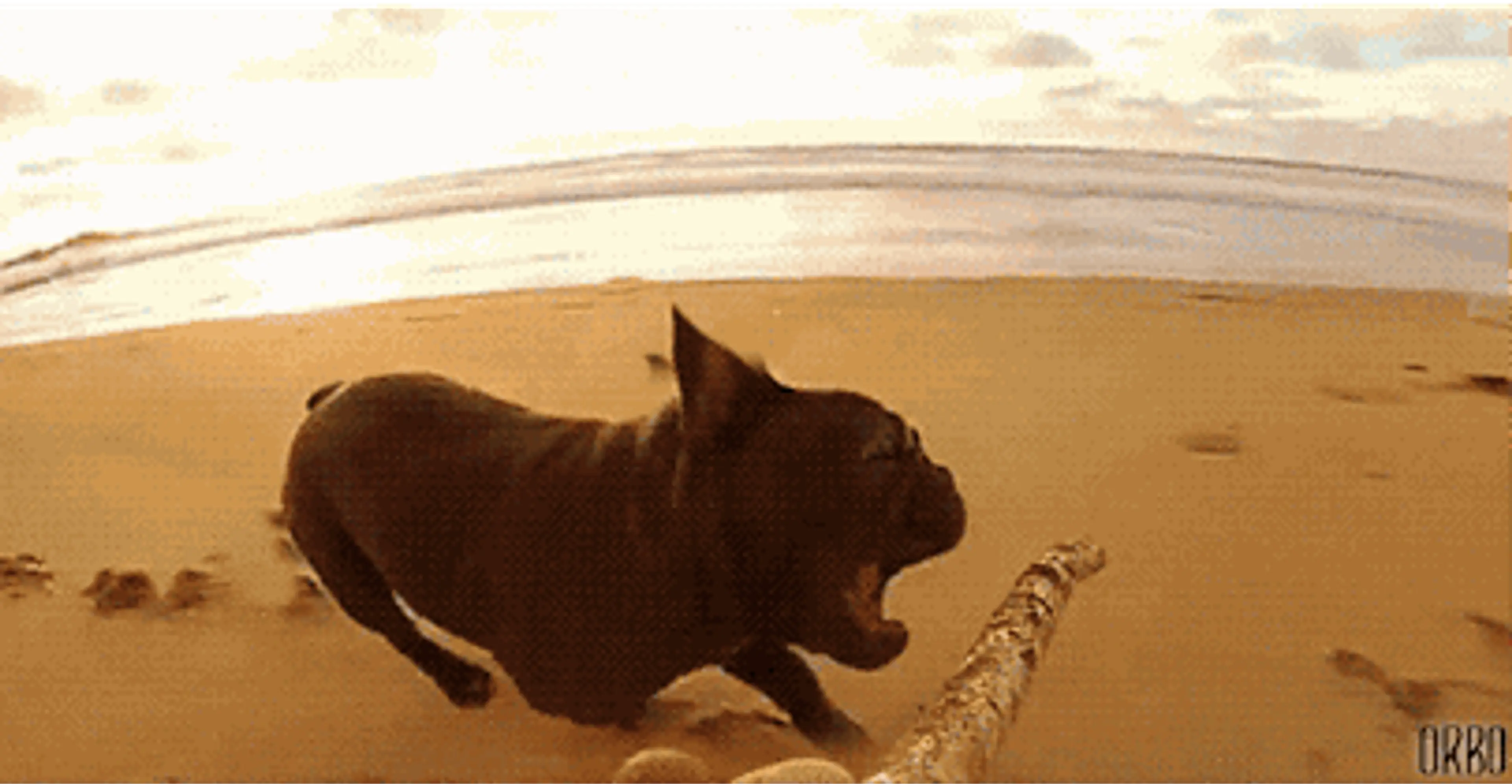 Dog on a beach running after a stick