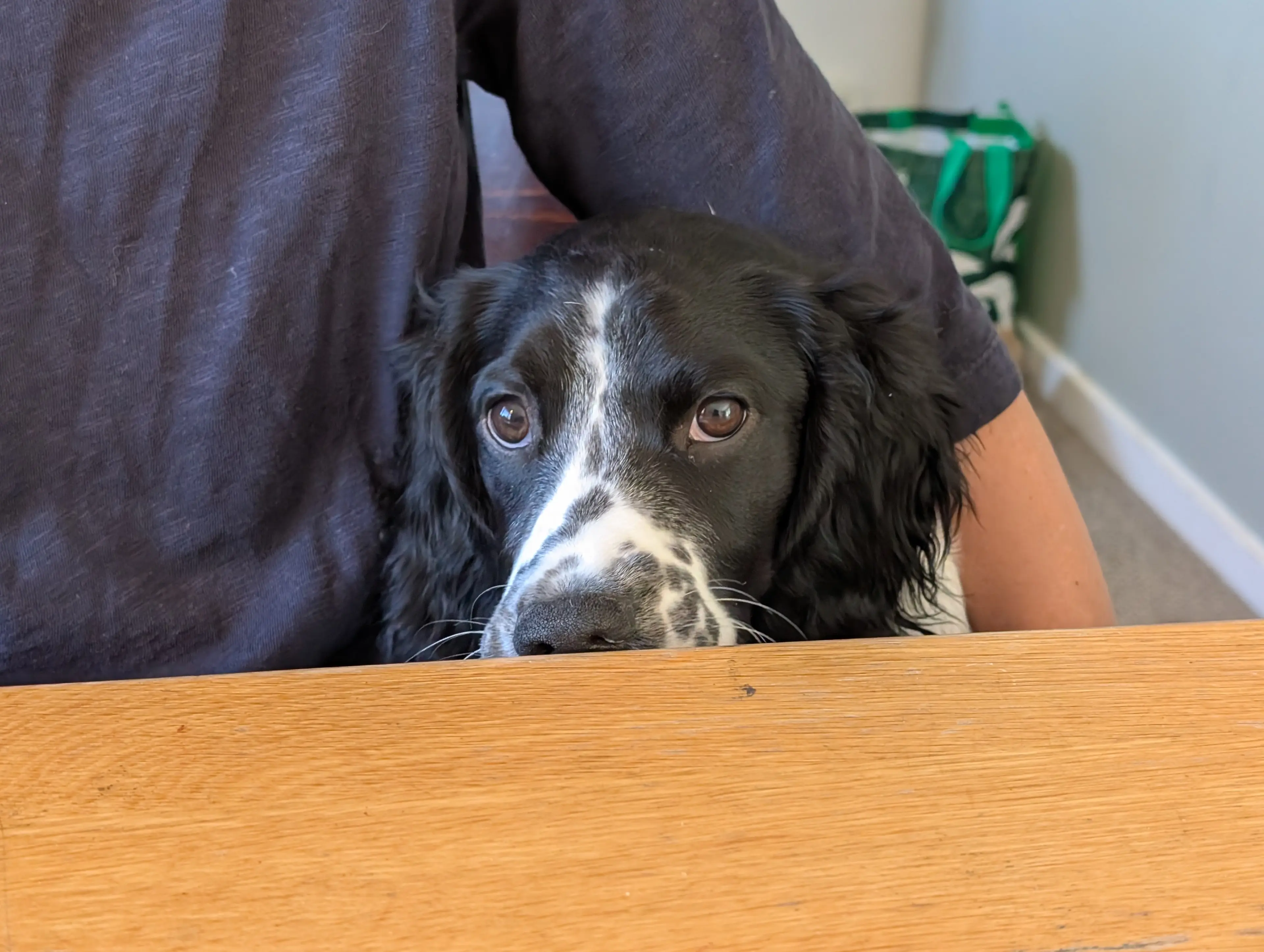 Dog peeking over a desk