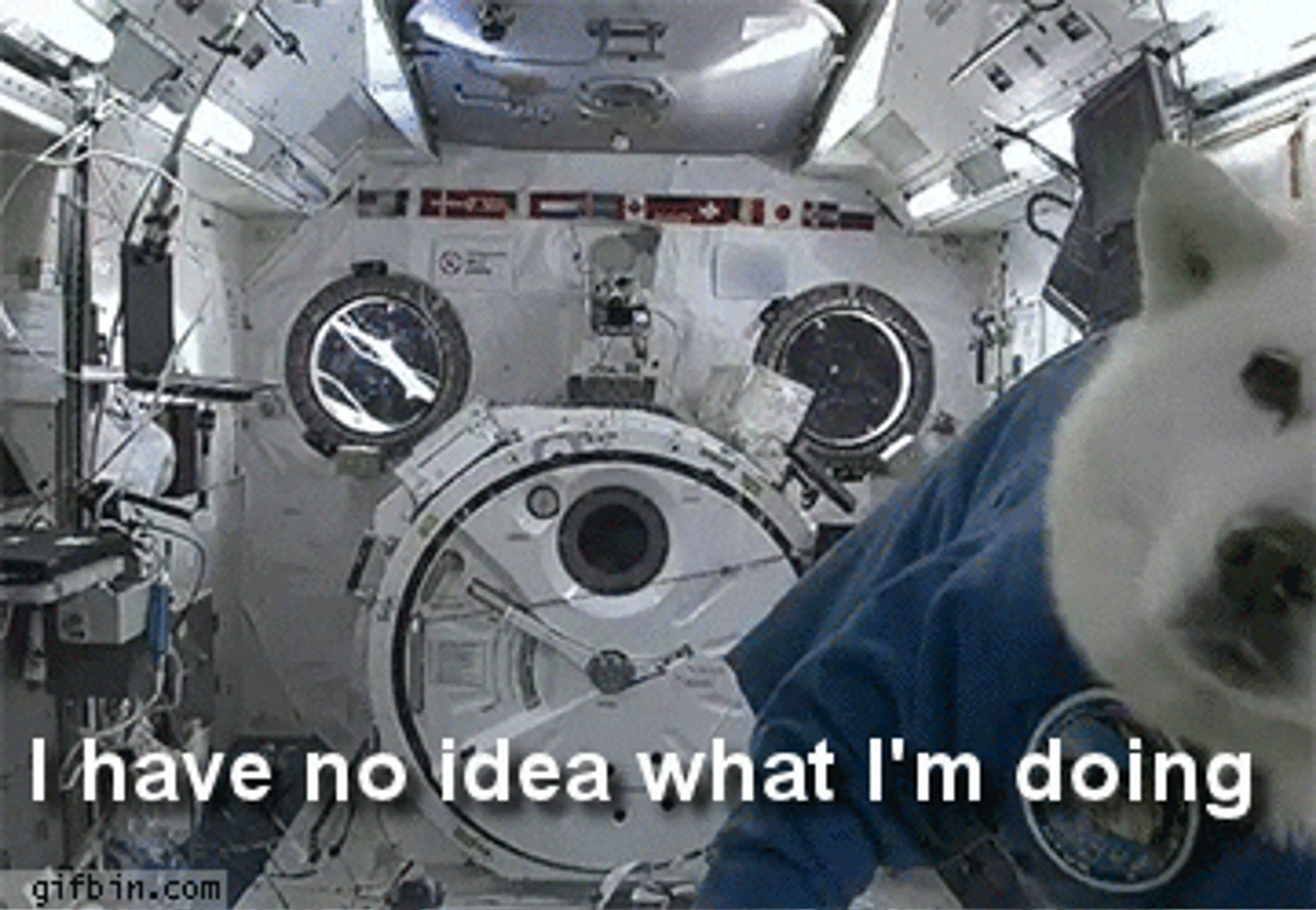 Dog in Space with caption "I have no idea what I'm doing"