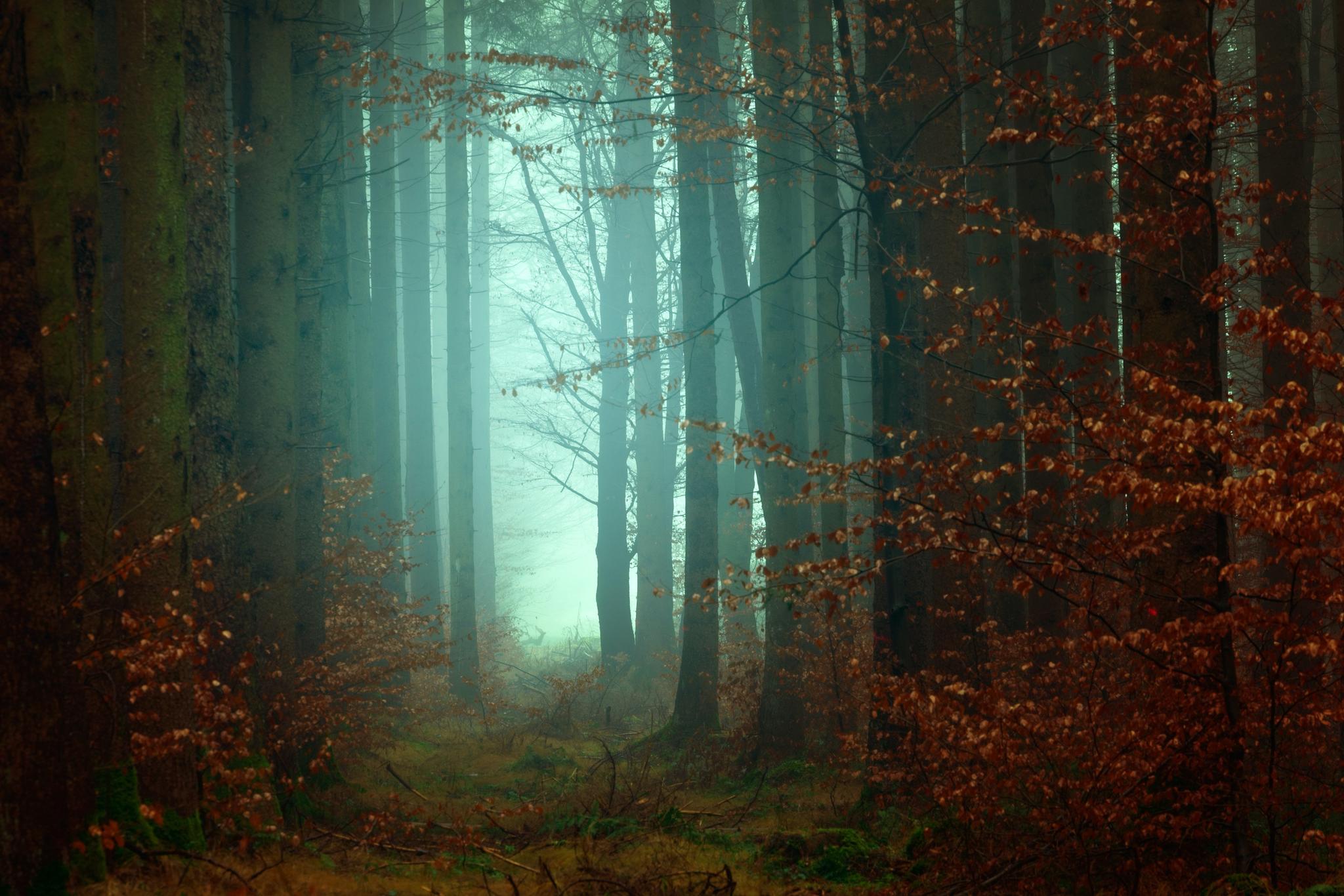 Photo by Johannes Plenio on Unsplash