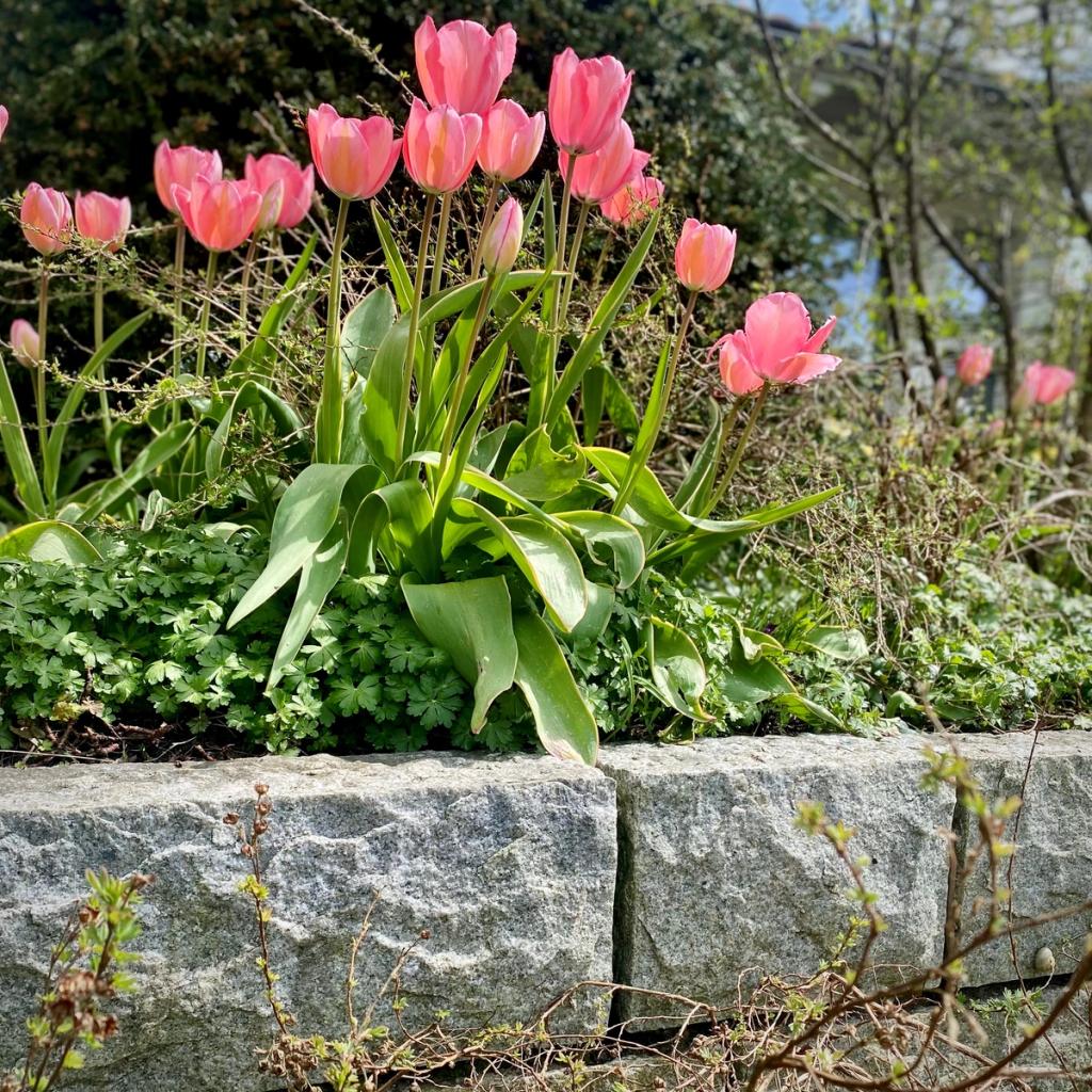 Tulpen