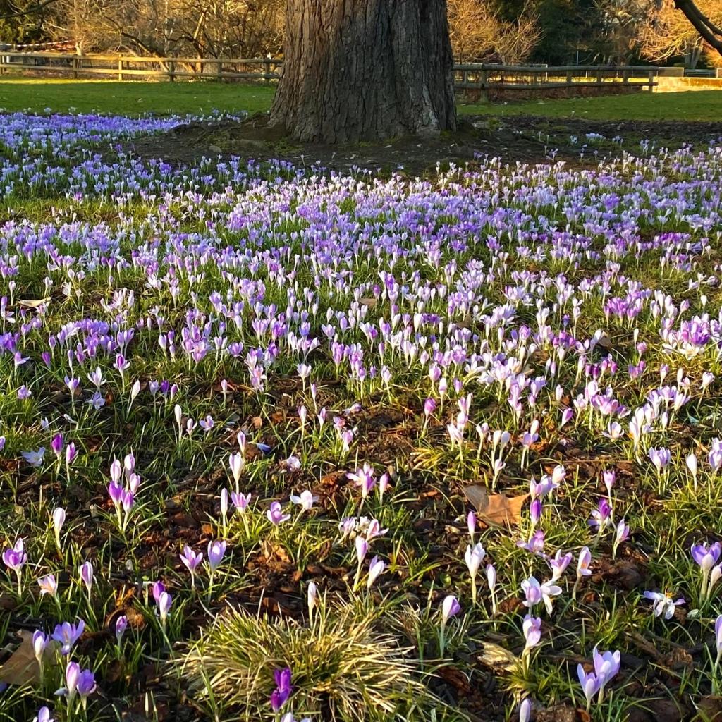 Krokusse auf Wiese