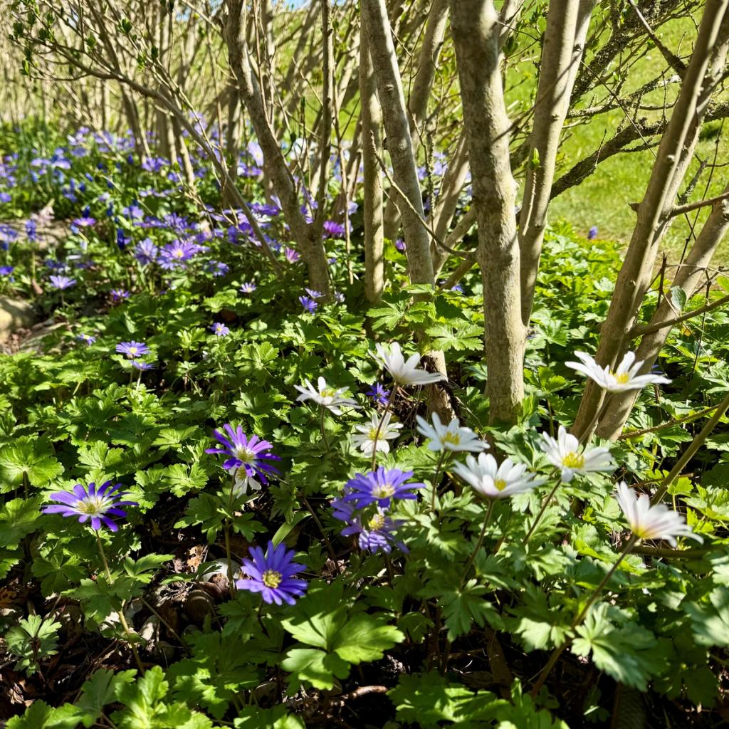 Frühlingsblüher unter Hecke