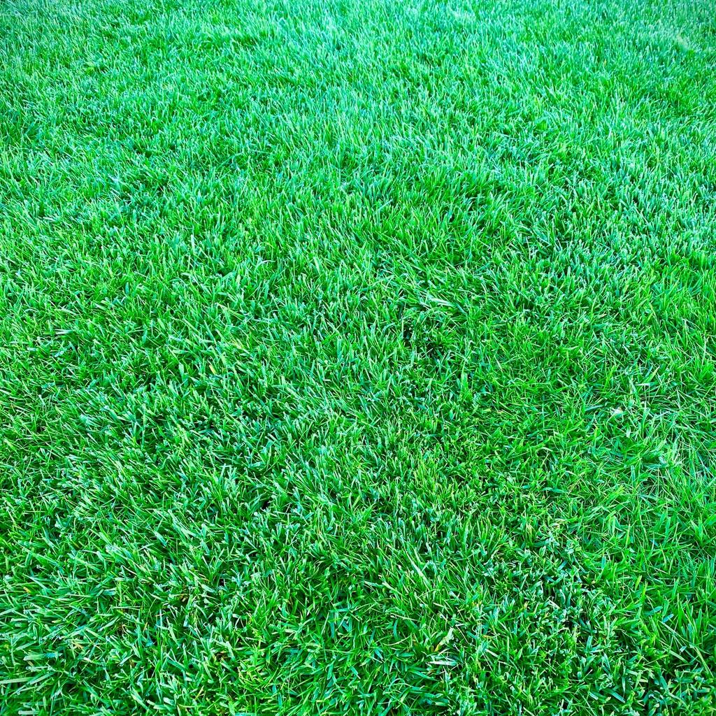 der gepflegte Hausrasen