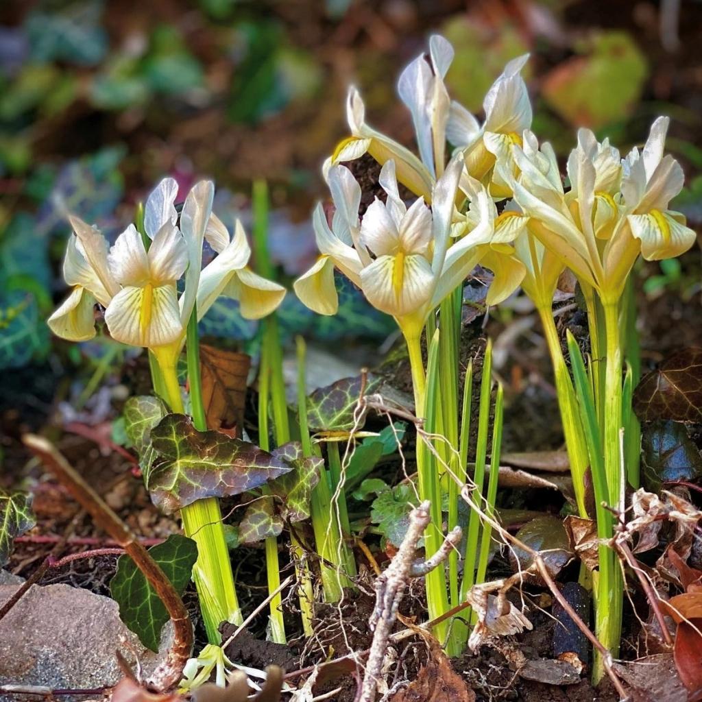 Zwiebelpflanzen in der aktuellen Gartengestaltung