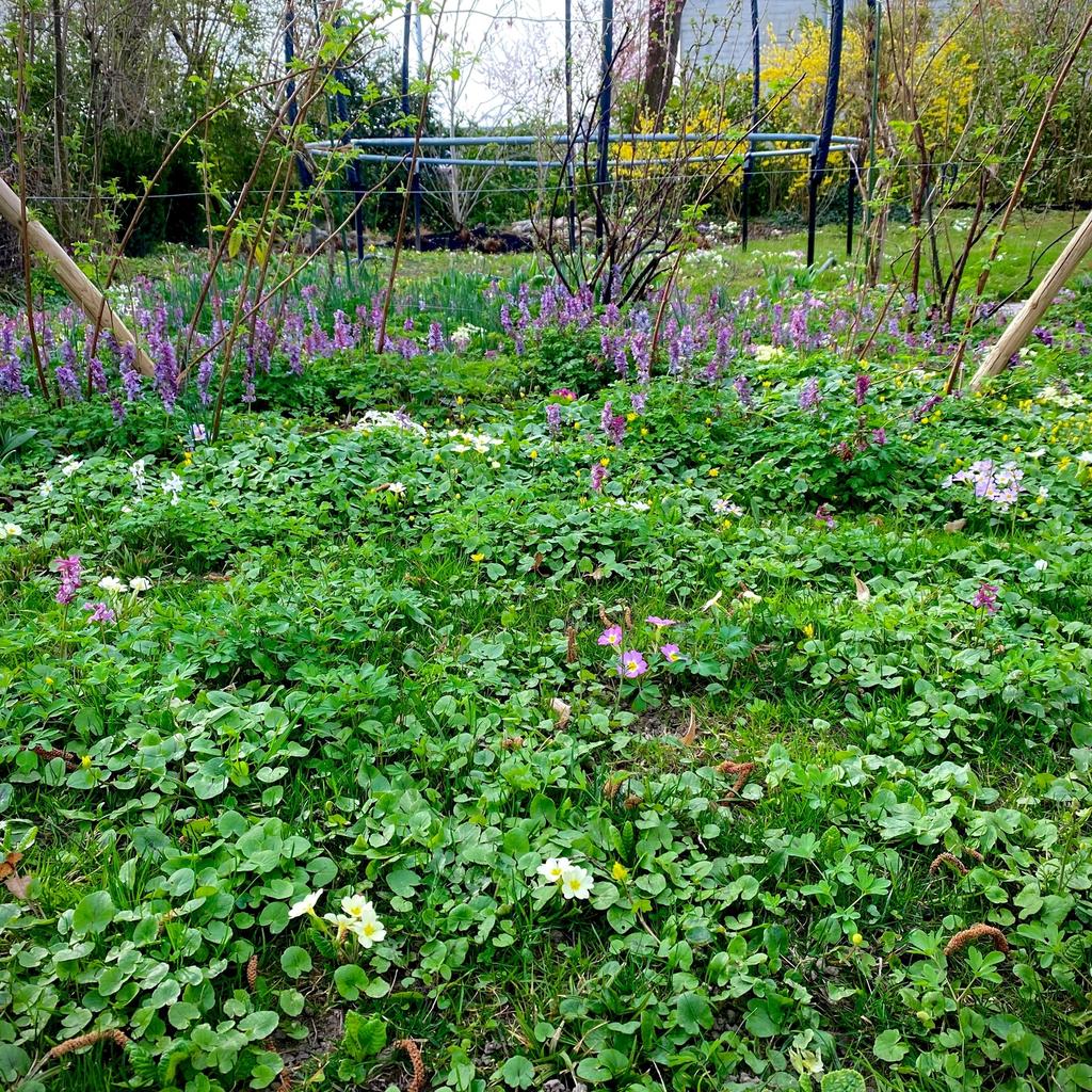 blühender Hausrasen