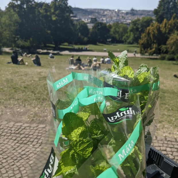 Máta v Riegrových sadech