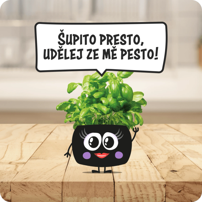 BYL_bazalka_amalka